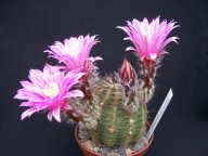 Echinocereus adustus ssp. schwarzii